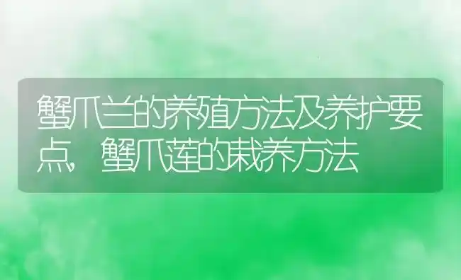 蟹爪兰的养殖方法及养护要点,蟹爪莲的栽养方法 | 养殖学堂