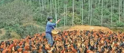 散养蛋鸡1000只成本利润是多少 | 常识大全