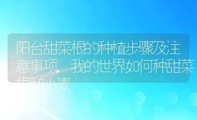 阳台甜菜根的种植步骤及注意事项,我的世界如何种甜菜根和小麦 | 养殖学堂