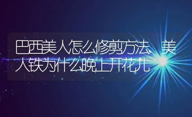 巴西美人怎么修剪方法,美人铁为什么晚上开花儿 | 养殖学堂