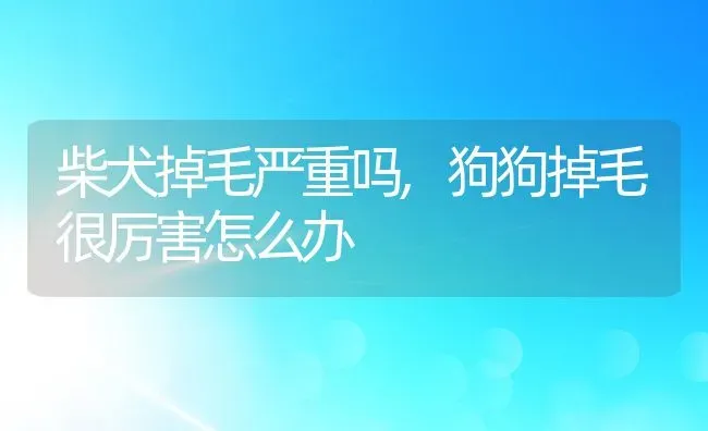 柴犬掉毛严重吗,狗狗掉毛很厉害怎么办 | 养殖资料