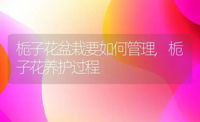 栀子花盆栽要如何管理,栀子花养护过程 | 养殖学堂