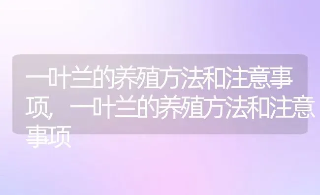 一叶兰的养殖方法和注意事项,一叶兰的养殖方法和注意事项 | 养殖科普
