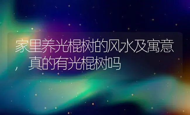 家里养光棍树的风水及寓意,真的有光棍树吗 | 养殖学堂