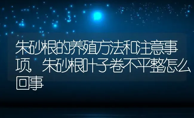 朱砂根的养殖方法和注意事项,朱砂根叶子卷不平整怎么回事 | 养殖学堂