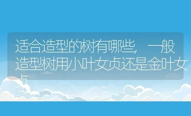 适合造型的树有哪些,一般造型树用小叶女贞还是金叶女贞 | 养殖学堂