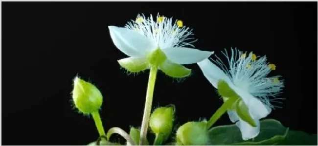 白花紫露草是吊兰吗 | 生活妙招