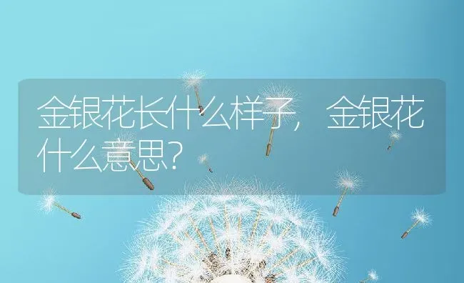 金银花长什么样子,金银花什么意思？ | 养殖科普