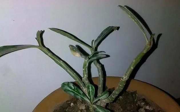 沙漠玫瑰叶子掉光了还能活吗,沙漠玫瑰没叶子怎么办？