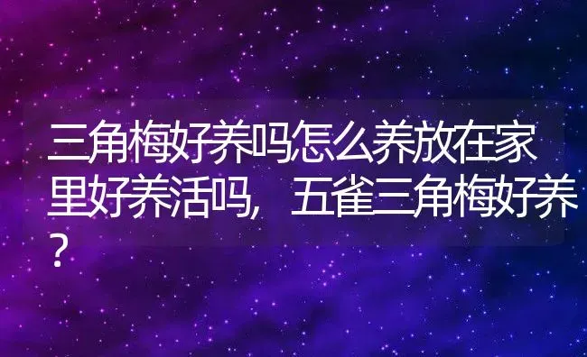 三角梅好养吗怎么养放在家里好养活吗,五雀三角梅好养？ | 养殖科普