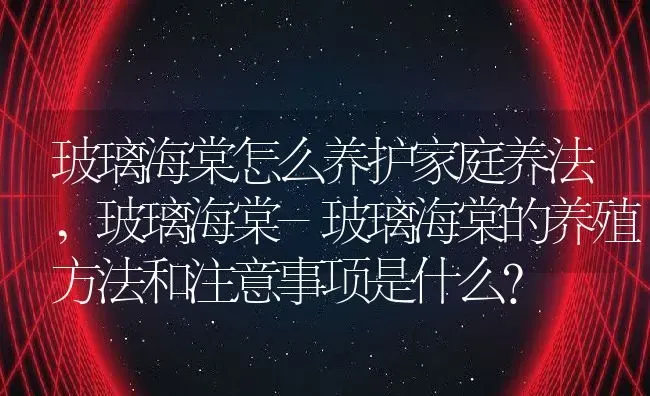 玻璃海棠怎么养护家庭养法,玻璃海棠-玻璃海棠的养殖方法和注意事项是什么？ | 养殖科普
