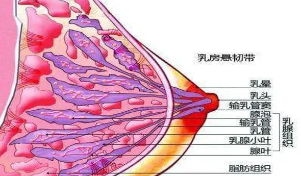 乳腺增生有什么症状,乳腺增生有哪些症状？