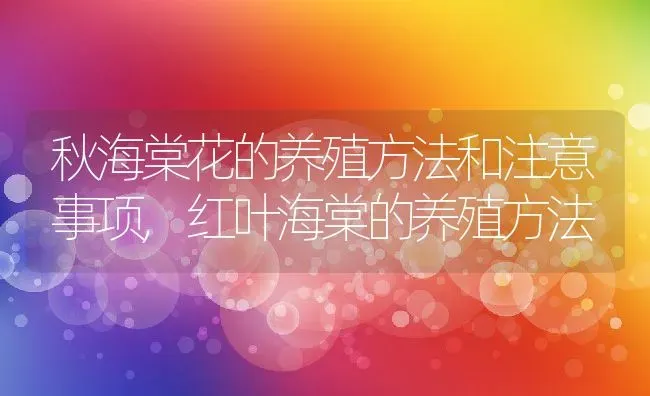 秋海棠花的养殖方法和注意事项,红叶海棠的养殖方法 | 养殖学堂