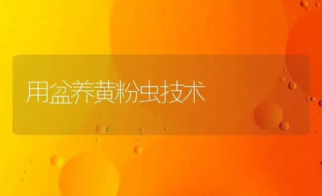用盆养黄粉虫技术 | 养殖知识