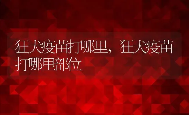狂犬疫苗打哪里,狂犬疫苗打哪里部位 | 养殖资料