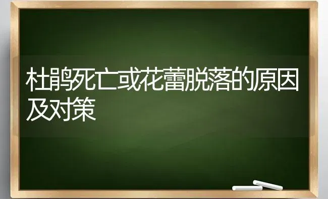 杜鹃死亡或花蕾脱落的原因及对策 | 养殖技术大全