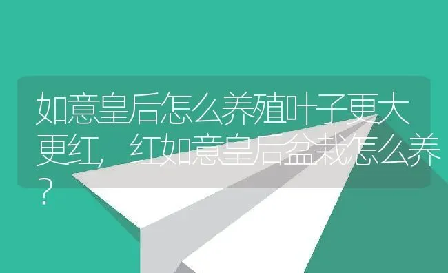 如意皇后怎么养殖叶子更大更红,红如意皇后盆栽怎么养？ | 养殖科普