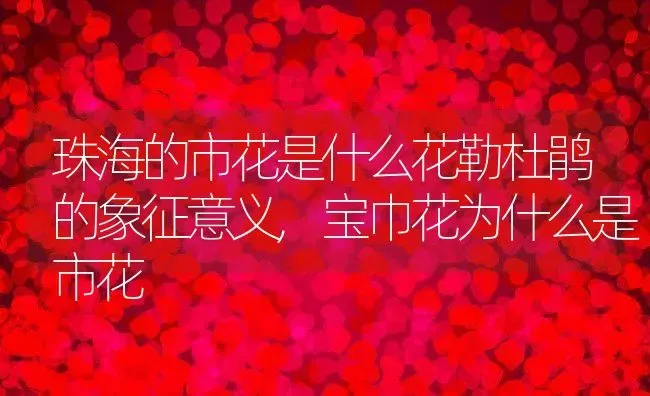 珠海的市花是什么花勒杜鹃的象征意义,宝巾花为什么是市花 | 养殖学堂
