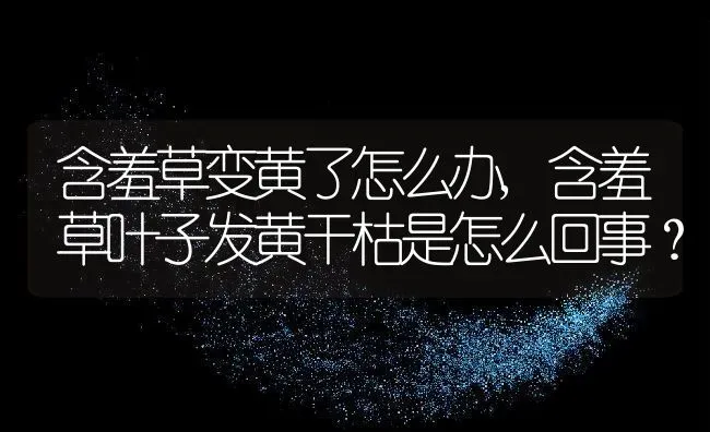 含羞草变黄了怎么办,含羞草叶子发黄干枯是怎么回事？ | 养殖科普