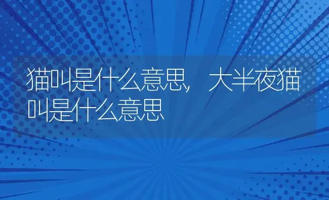 猫叫是什么意思,大半夜猫叫是什么意思 | 养殖资料