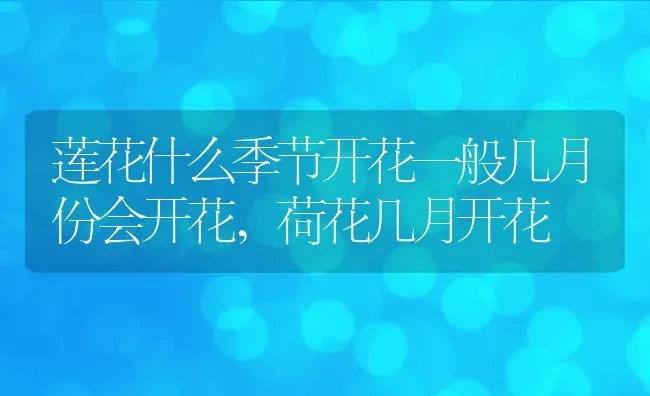 莲花什么季节开花一般几月份会开花,荷花几月开花 | 养殖学堂