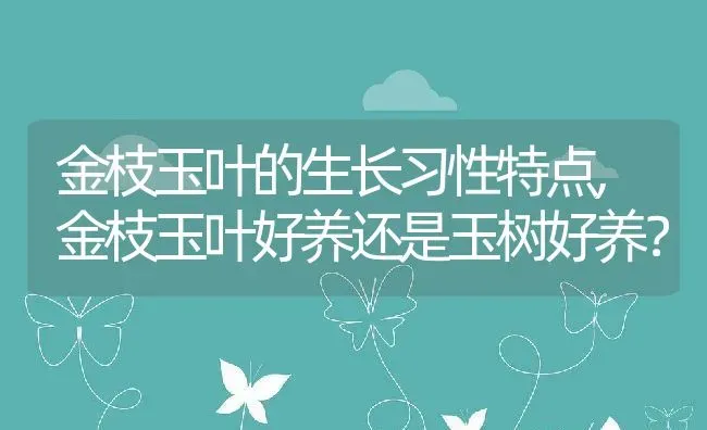 金枝玉叶的生长习性特点,金枝玉叶好养还是玉树好养？ | 养殖科普