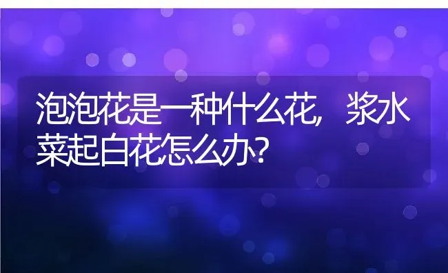 泡泡花是一种什么花,浆水菜起白花怎么办？ | 养殖科普
