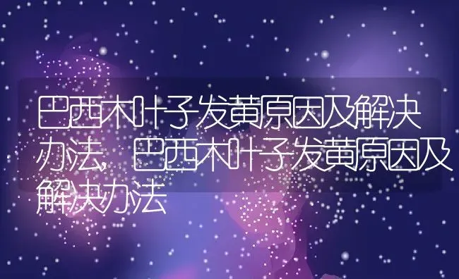 巴西木叶子发黄原因及解决办法,巴西木叶子发黄原因及解决办法 | 养殖科普