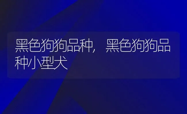 黑色狗狗品种,黑色狗狗品种小型犬 | 养殖资料