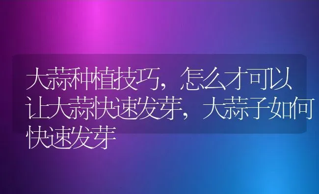大蒜种植技巧,怎么才可以让大蒜快速发芽,大蒜子如何快速发芽 | 养殖学堂