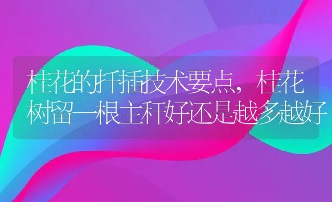 桂花的扦插技术要点,桂花树留一根主秆好还是越多越好 | 养殖学堂