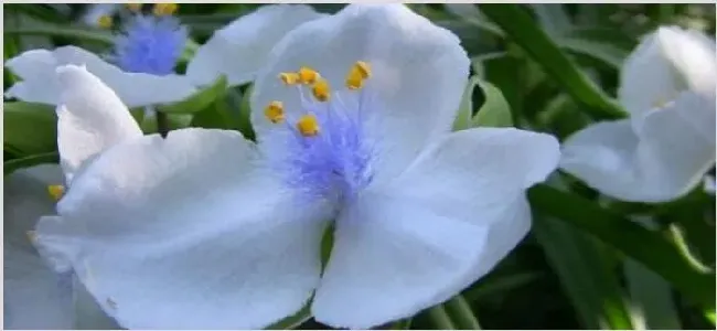 白色紫露草为何不开花 | 妙招大全