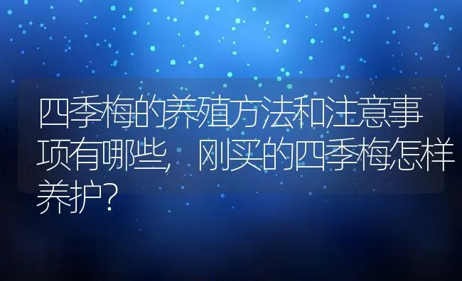 四季梅的养殖方法和注意事项有哪些,刚买的四季梅怎样养护？ | 养殖科普