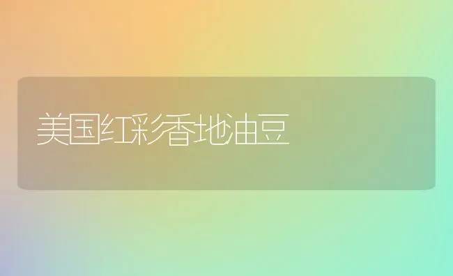 美国红彩香地油豆 | 养殖知识