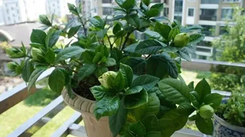 栀子花插枝能活吗,独杆桅子花可以插吗？