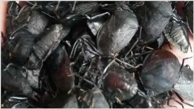 九香虫怎么养好 | 常识大全