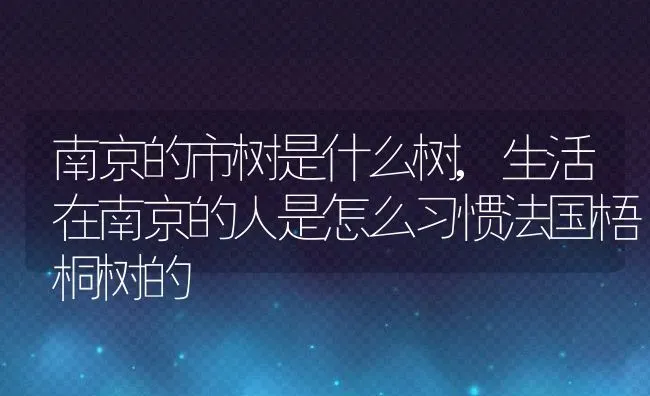 南京的市树是什么树,生活在南京的人是怎么习惯法国梧桐树的 | 养殖学堂