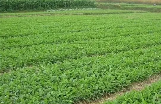 什么药材好种植利润高,湖南种植什么药材周期短利润高？