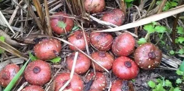 野地瓜种植方法技术 | 农广天地