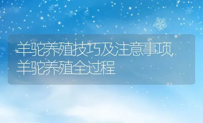 羊驼养殖技巧及注意事项,羊驼养殖全过程 | 养殖学堂