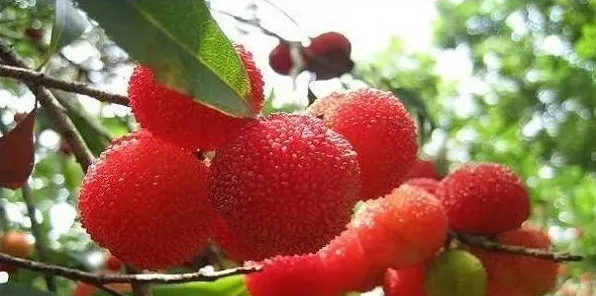 立夏后的果树管理技巧注意什么 | 农广天地