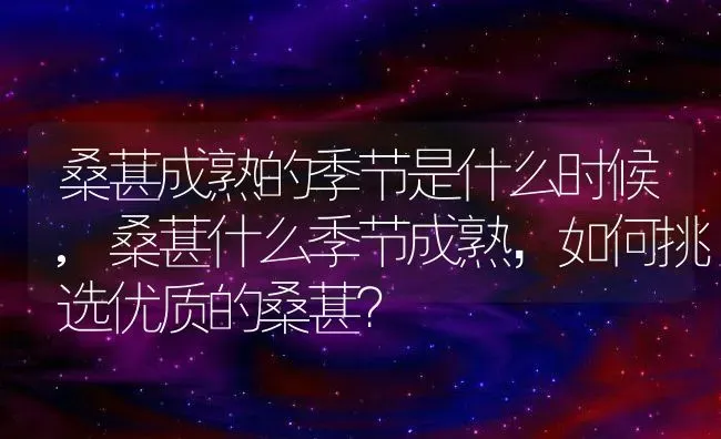 桑葚成熟的季节是什么时候,桑葚什么季节成熟，如何挑选优质的桑葚？ | 养殖科普