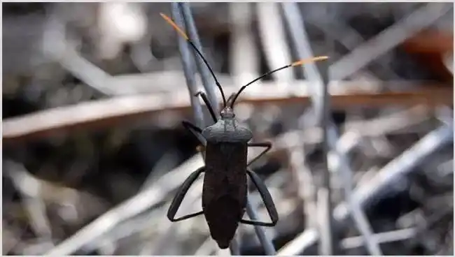 九香虫怎么养好 | 常识大全