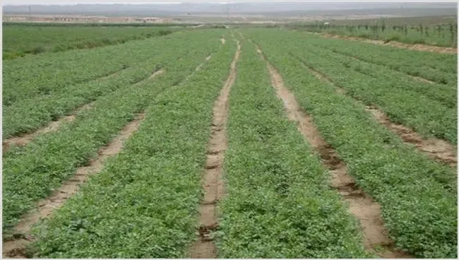 甘草除草剂使用方法及注意事项 | 生活常识