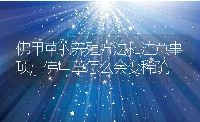 佛甲草的养殖方法和注意事项,佛甲草怎么会变稀疏 | 养殖学堂