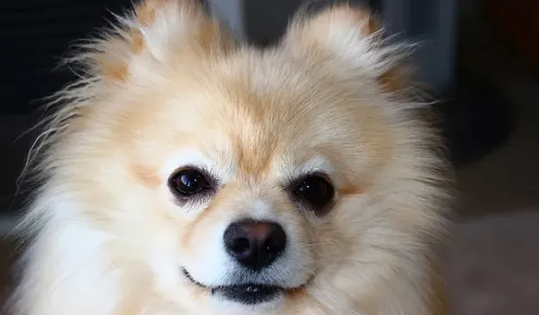 博美犬死前征兆及过程几天,狗狗死前都有哪些征兆或症状？