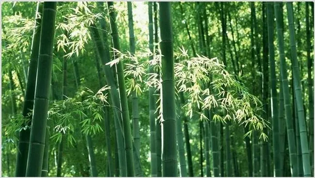 毛竹的种植技术 | 农广天地