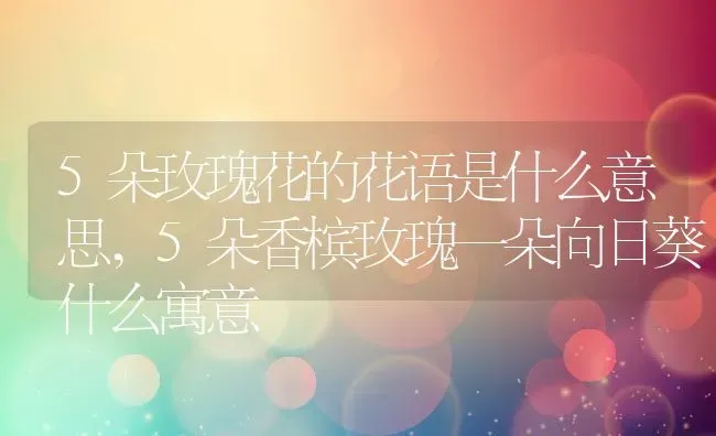 5朵玫瑰花的花语是什么意思,5朵香槟玫瑰一朵向日葵什么寓意 | 养殖学堂