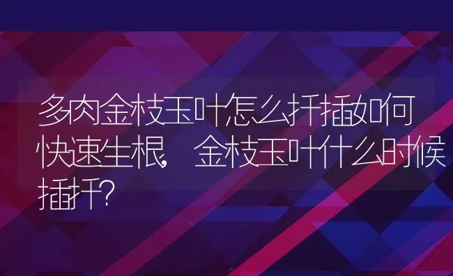 多肉金枝玉叶怎么扦插如何快速生根,金枝玉叶什么时候插扦？ | 养殖科普