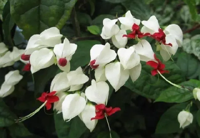 龙吐珠一年四季都开花吗,龙吐珠是名花吗？